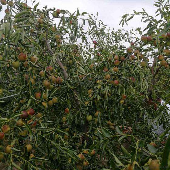 新品种枣树苗 冬枣树苗 矮化密植产量高 山东枣树苗基地