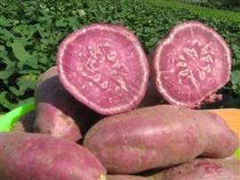 红薯种子种苗地瓜种子最新