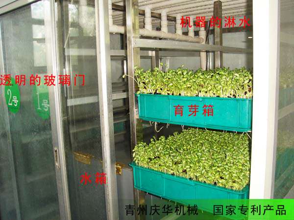 潍坊青州庆华全自动芽苗机、无公害活体芽苗菜机械