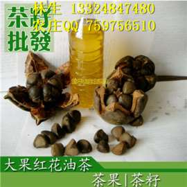 2015年大果红花油茶种子10万斤 红花油茶籽价格