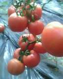 西红柿（70）